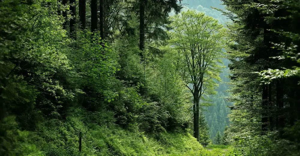 Recyclingpapier ist umweltfreundlicher