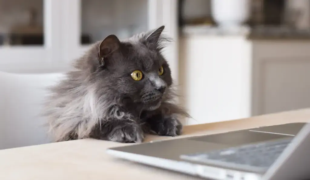 Katze in einem Coworking Space