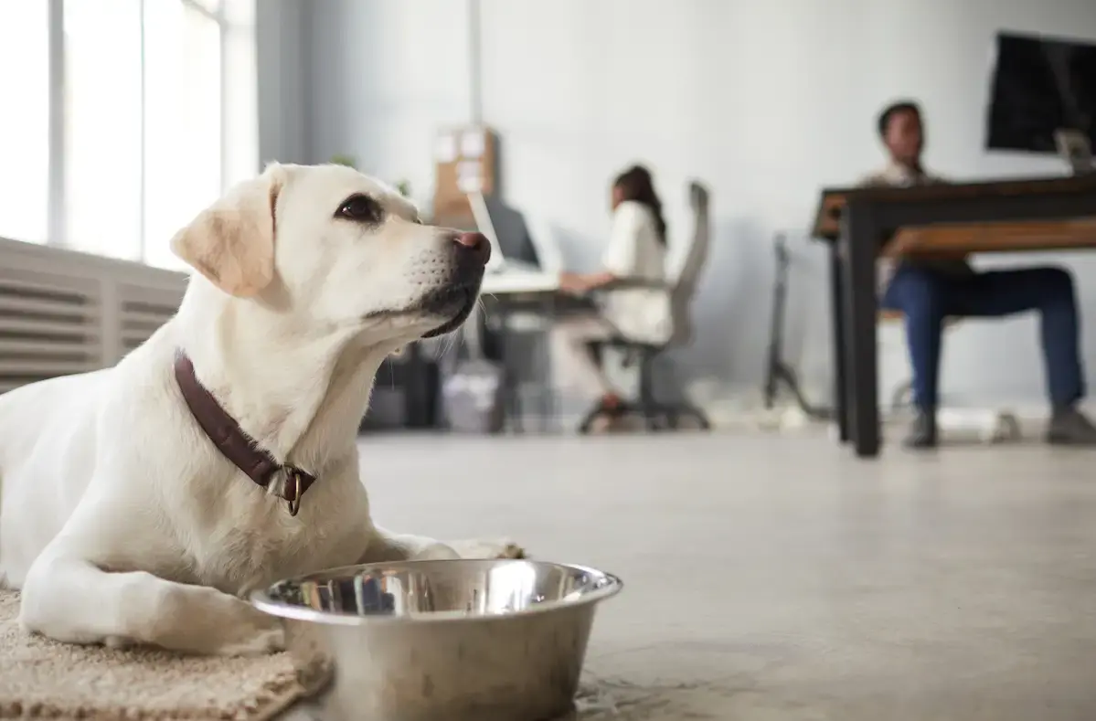The Pet-Friendly Coworking Space: Opportunities, Risks, and Tips